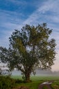 Solitary Tree Against a Dawn Sky