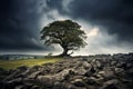 Solitary Tree Against Storm Clouds Royalty Free Stock Photo