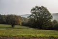 Solitary tree alone in a large meadow