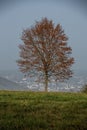 Solitary tree alone in a large meadow