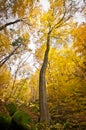 Solitary tree in autumnal forest with mossy stones Royalty Free Stock Photo