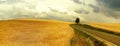 Solitary tree behind asphalt road and agriculture field with dramatic cloudy sky