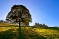 Solitary tree on blue sky Royalty Free Stock Photo