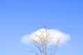 Solitary tree and clouds Royalty Free Stock Photo