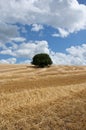 Solitary tree in the corn field Royalty Free Stock Photo