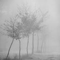 Solitary tree in the countryside, foggy day Royalty Free Stock Photo