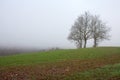 Solitary tree in the countryside, foggy day Royalty Free Stock Photo