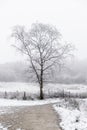 Snowy Tree Manchester Uk
