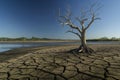 Solitary tree on cracked earth in arid landscape under blue sky. Drought in dry, arid landscape Royalty Free Stock Photo