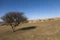 Solitary tree in Dartmoor National Park