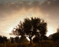 Solitary tree at dawn Royalty Free Stock Photo