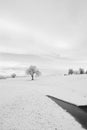 Solitary tree in the distance in snowfield in black and white