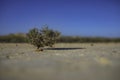 Solitary tree on dry desertic soil with cracks blurred Royalty Free Stock Photo