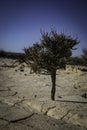 Solitary tree on dry desertic soil with cracks Royalty Free Stock Photo