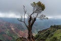 Solitary tree at the edge of the Waimea Canyon on Kauai, Hawaii, in winter Royalty Free Stock Photo