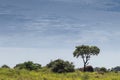 Solitary tree embedded in the African vegetation on the way to northern Angola. Soyo. Africa