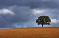 solitary tree in field of Alentejo Royalty Free Stock Photo