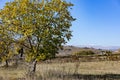 Solitary tree in a field under the blue sky, cool for background Royalty Free Stock Photo