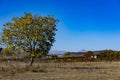 Solitary tree in a field under the blue sky, cool for background Royalty Free Stock Photo