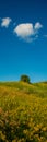 solitary tree and flowering hillsides against a background of blue sky and white clouds Royalty Free Stock Photo