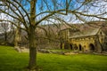 A solitary tree in the foreground of the ruins of the Cistercian Valle Crucis Abbey in Llangollen, Wales