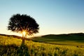 Solitary tree in golden sunset Royalty Free Stock Photo