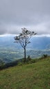 Solitary tree on a grassy hill with valley view. Royalty Free Stock Photo