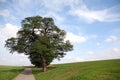 Solitary tree on a hill Royalty Free Stock Photo