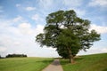 Solitary tree on a hill Royalty Free Stock Photo