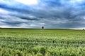 A solitary tree on the horizon of a wheat field