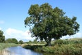 Solitary tree by Lancaster canal near Borwick