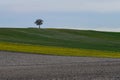 Solitary Tree on a Layered Hillside with Flock of Birds in Flight