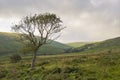 Solitary tree Royalty Free Stock Photo