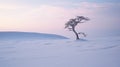 Ethereal Lone Tree In Snow: Soft And Romantic Scene Captured With Af400mm Lens Royalty Free Stock Photo