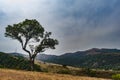 Single Tree - Blue Sky and Green Earth Mountains Royalty Free Stock Photo