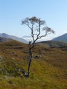 Solitary tree on the path to Kinloch Hourne