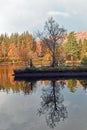 Solitary tree reflected in lochan, Glencoe, Scottish Highlands