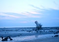 Solitary Tree on Rocky Beach with Cloudy Blue Sky at Dawn - Natural Landscape background