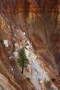 Solitary tree on a rugged hillside in Bryce Canyon National Park. Royalty Free Stock Photo