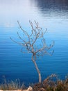 Solitary tree by the sea in winter  Greece Royalty Free Stock Photo