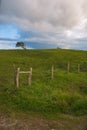 Solitary tree shot at low angle, in a green field with fence a cloudy summer afternoon