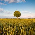 Solitary tree in a wheat field at sunset