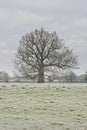 Solitary tree bare tree standing in a meadow under a grey sky