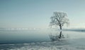 A solitary tree standing on the frozen shore of a lake Royalty Free Stock Photo