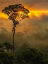 A solitary tree stands tall above the misty jungle canopy, its leaves aglow with the golden light of the setting sun Royalty Free Stock Photo