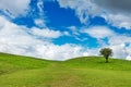 Solitary tree on a top of a green hill Royalty Free Stock Photo