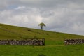 Solitary tree on top of a verdant hill, with a stone wall visible in the background Royalty Free Stock Photo