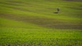 Solitary tree on the Tuscan rolling hills near the renaissance town of Pienza in Italy. Royalty Free Stock Photo