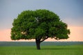 Solitary tree in twilight Royalty Free Stock Photo