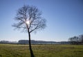 Solitary tree in typical Dutch landscape. Clear sky with sun in winter. Royalty Free Stock Photo